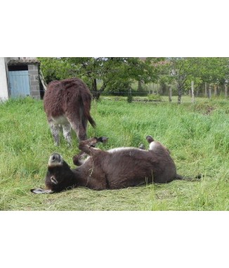 Heureux comme Vadore