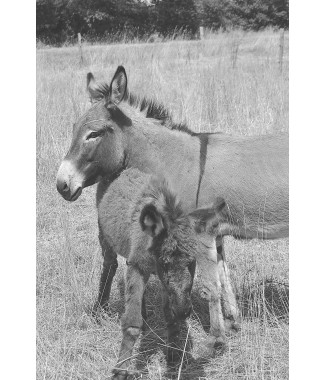 Heureux comme Vadore